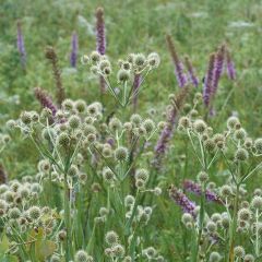 Eryngium à feuilles de Yucca